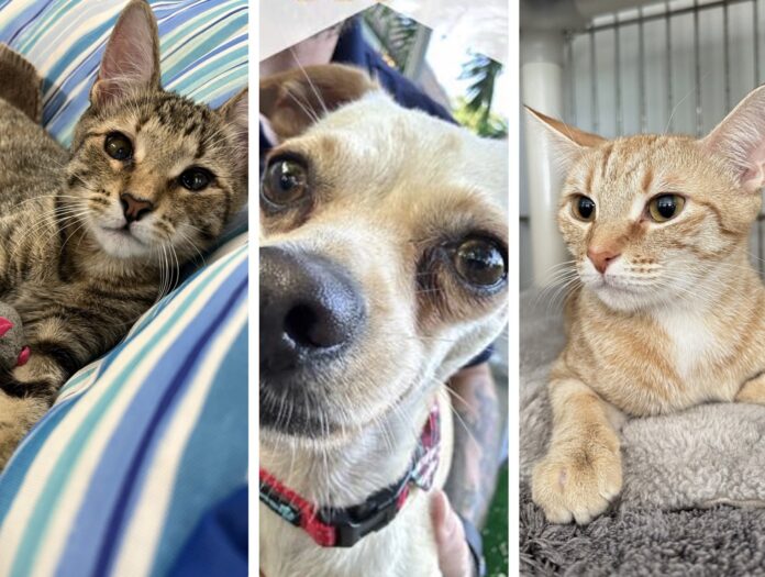 three pictures of a dog and a cat